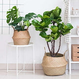 Cache Pot Osier <br>Grande Taille
